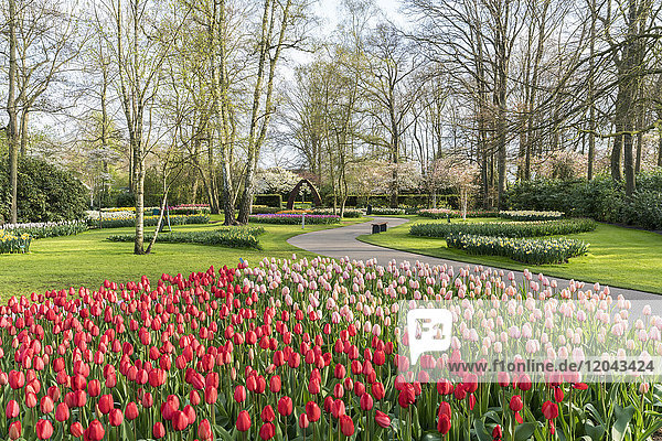 Rote und rosa Tulpen in den Keukenhof-Gärten  Lisse  Provinz Südholland  Niederlande  Europa
