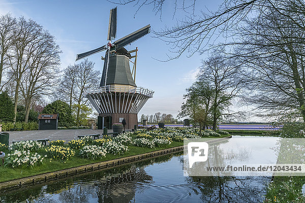 Windmill  daffodils and water canal at Keukenhof Gardens  Lisse  South Holland province  Netherlands  Europe