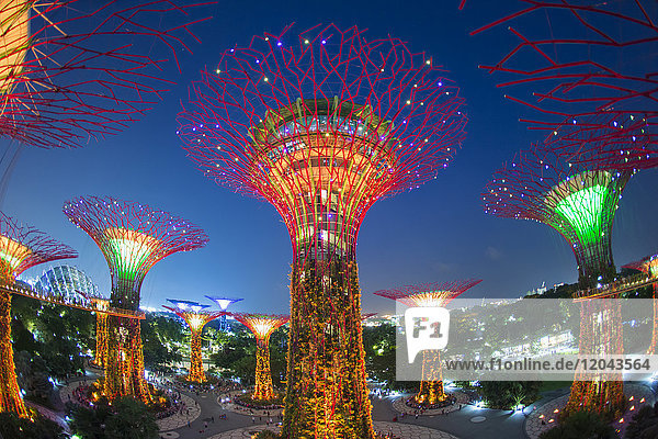 Supertrees in den Gardens by the Bay  bei Nacht beleuchtet  Singapur  Südostasien  Asien