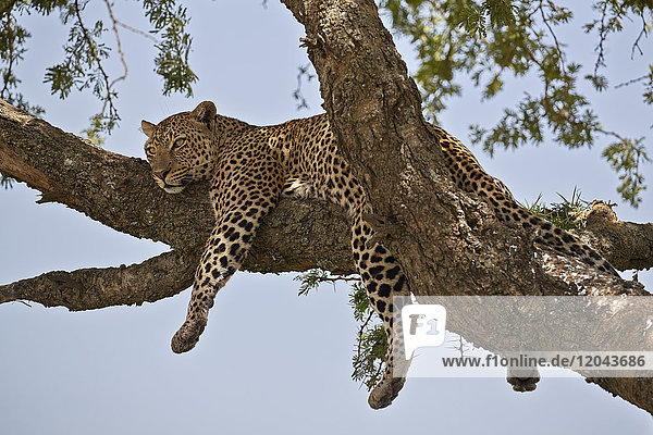 Leopard (Panthera pardus) entspannt sich in einem Baum  Serengeti-Nationalpark  Tansania  Ostafrika  Afrika