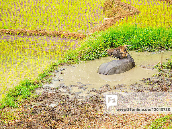 Water buffalo in the muddy rice fields  Tana Toraja  Sulawesi  Indonesia  Southeast Asia  Asia