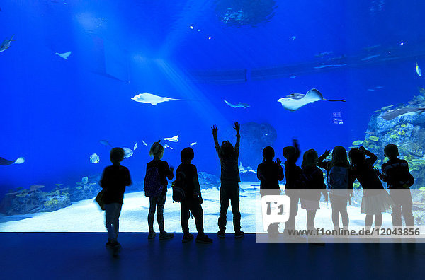 Silhouettes of children looking at fishes  Aquarium of Den Bla Planet  Kastrup  Copenhagen  Denmark  Europe