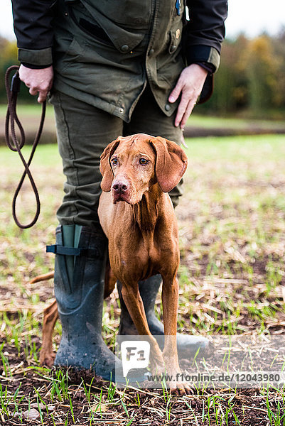 Gun dog and its owner on a game shoot  Norfolk  England  United Kingdom  Europe