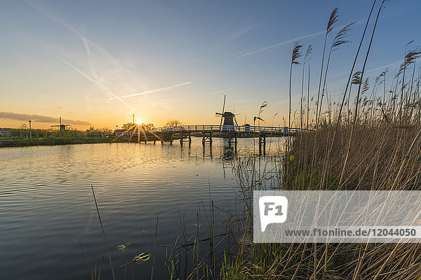 Brücke über die Gracht mit Windmühlen und Schilf im Vordergrund  Kinderdijk  UNESCO-Weltkulturerbe  Gemeinde Molenwaard  Provinz Südholland  Niederlande  Europa