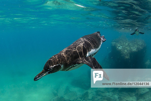 Galapagos-Pinguin (Spheniscus mendiculus) schwimmt unter Wasser auf der Insel Bartolome  Galapagos  Ecuador  Südamerika