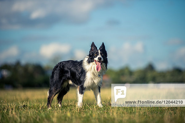 Border collie in a field  Oxfordshire  England  United Kingdom  Europe