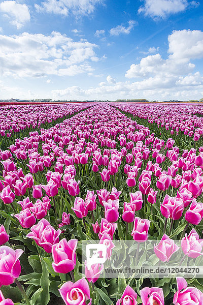 Rosa und weiße Tulpen und Wolken am Himmel  Yersekendam  Provinz Zeeland  Niederlande  Europa