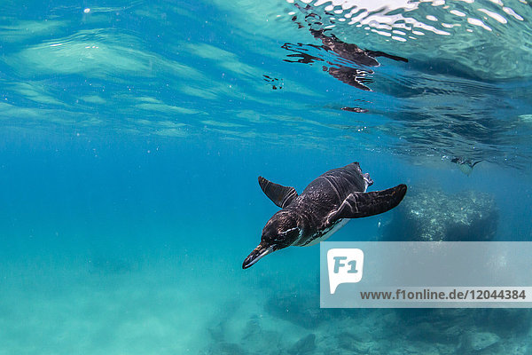 Galapagos-Pinguin (Spheniscus mendiculus) schwimmt unter Wasser auf der Insel Bartolome  Galapagos  Ecuador  Südamerika