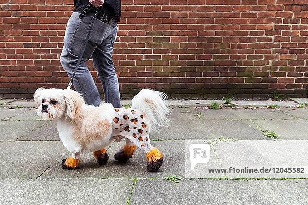Mann geht mit einem gepflegten Hund mit gefärbtem  rasiertem Fell spazieren