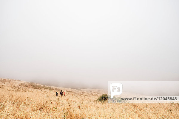 Mother and sons walking in misty field Fairfax California USA North America