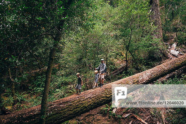 Family walking on fallen tree in forest Fairfax California USA North America