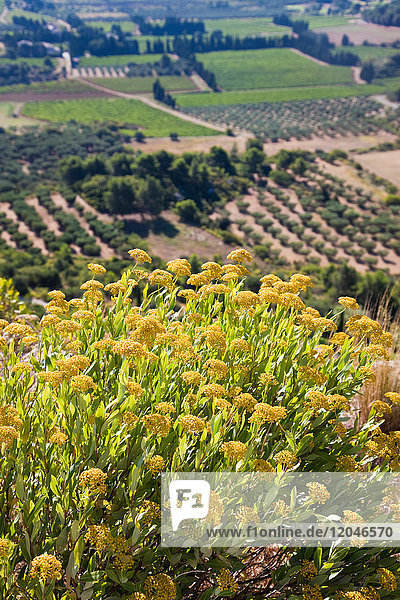 Hochwinkelaufnahme von landwirtschaftlichen Feldern unter gelben Blumen  Les Baux-de-Provence  Provence-Alpes-Côte d'Azur  Frankreich