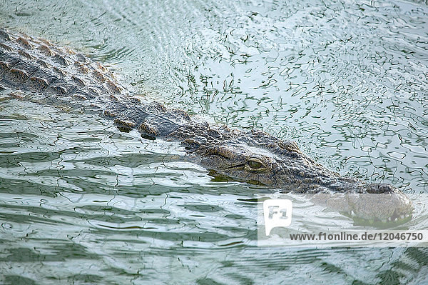 Krokodilschwimmen in der Lagune des Wildparks  Djerba  Tunesien