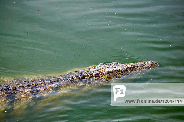 Krokodilschwimmen in der Lagune des Wildparks  Djerba  Tunesien