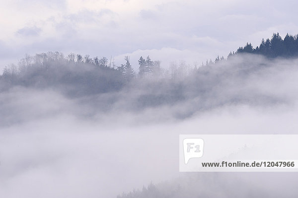 Aus dem Nebel ragende Waldbäume im Tal des Schwarzwalds in Baden-Württemberg  Deutschland