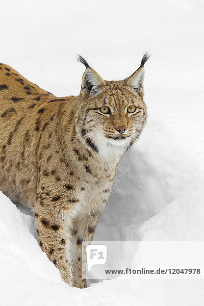 Porträt eines Eurasischen Luchses (Lynx lynx) im Tiefschnee in Bayern  Deutschland
