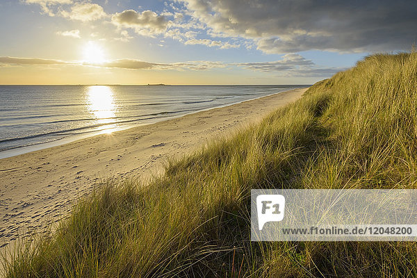Dune grass and beach at sunrise along the North Sea at Bamburgh in Northumberland  England  United Kingdom