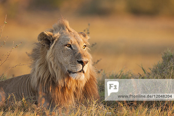 Porträt eines afrikanischen Löwen (Panthera leo) im Gras liegend im Okavango-Delta in Botswana  Afrika