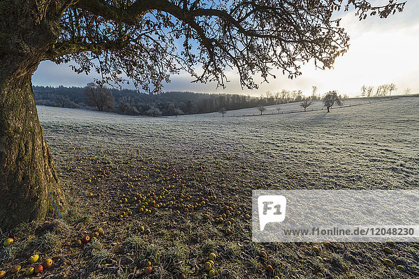 Apple tree in autumn with hoarfrost over the fields in the district of Vielbrunn in the Odenwald hills in Hesse Germany