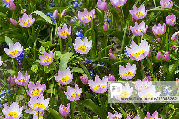 Zartrosa Tulpen und Blauglocken im Frühling in den Keukenhof-Gärten in Lisse  Südholland in den Niederlanden
