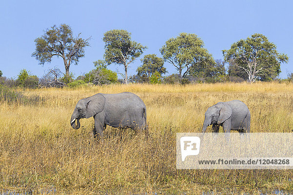 Afrikanische Buschelefanten (Loxodonta africana) beim Spaziergang durch das Grasland im Okavango-Delta in Botswana  Afrika