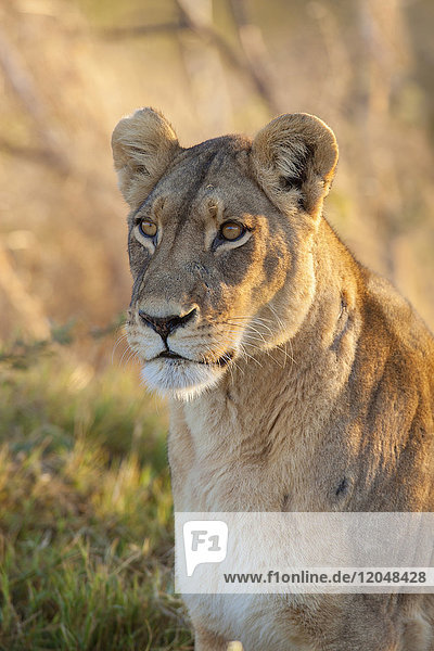 Porträt eines afrikanischen Löwen (Panthera leo) im Okavango-Delta in Botsuana  Afrika