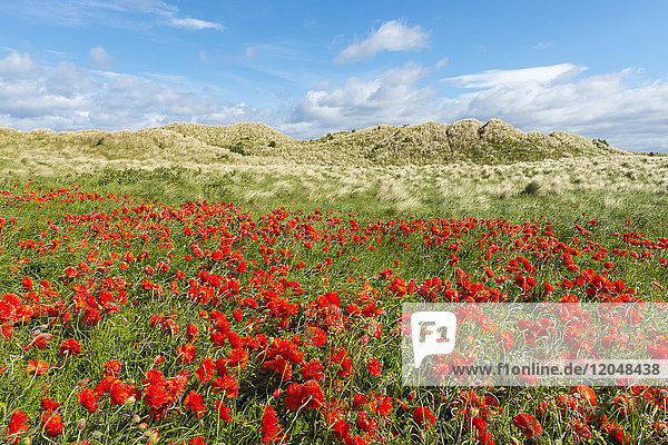Feld mit roten Mohnblumen und grasbewachsenen Sanddünen im Hintergrund am Strand von Bamburgh  Northumberland  England  Vereinigtes Königreich