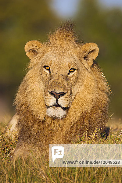 Porträt eines afrikanischen Löwen (Panthera leo)  der im Gras liegt und in die Kamera schaut  im Okavango-Delta in Botswana  Afrika