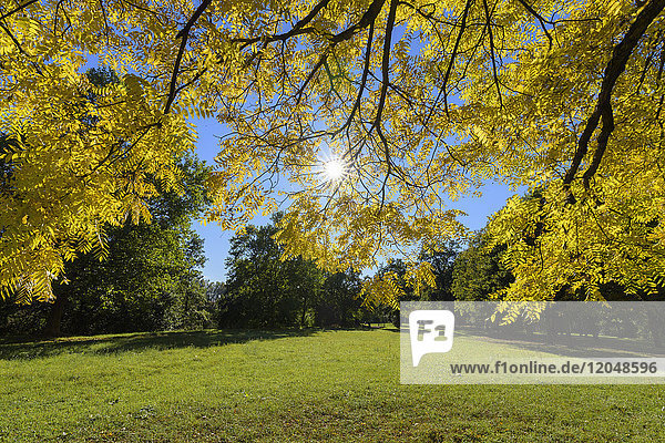 Ein Feld  auf dem die Sonne durch die Blätter der Esche (Fraxinus) scheint  im Herbst in Bayern  Deutschland