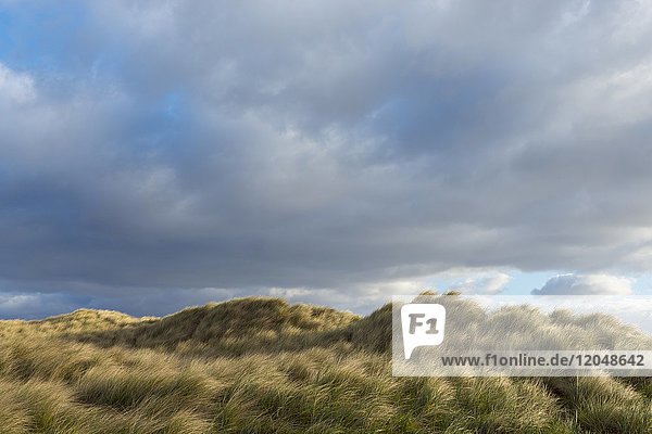 Dune grass blowing in the wind at the beach on a cloudy day in Bamburgh in Northumberland  England  United Kingdom