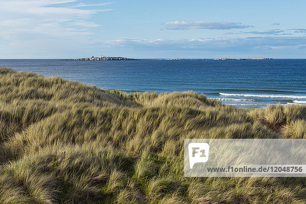 Grasbewachsene Sanddünen entlang der Küste bei Seahouses  Inner Farne Island und Leuchtturm an der Nordsee in Northumberland  England