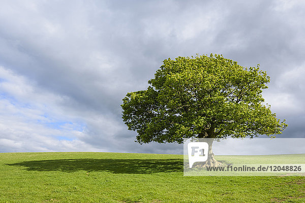 Eiche auf grasbewachsenem Feld im Frühling in Schottland  Vereinigtes Königreich