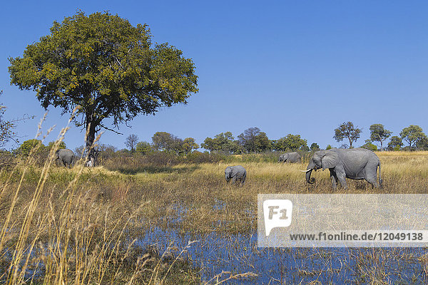 Afrikanische Elefanten (Loxodonta africana) grasen auf hohem Gras neben einer Wasserstelle im Okavango-Delta in Botswana  Afrika