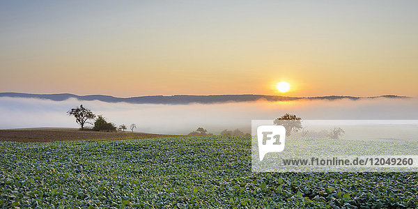 Countryside with morning mist over fields with apple trees at sunrise in Grossheubach in Bavaria  Germany