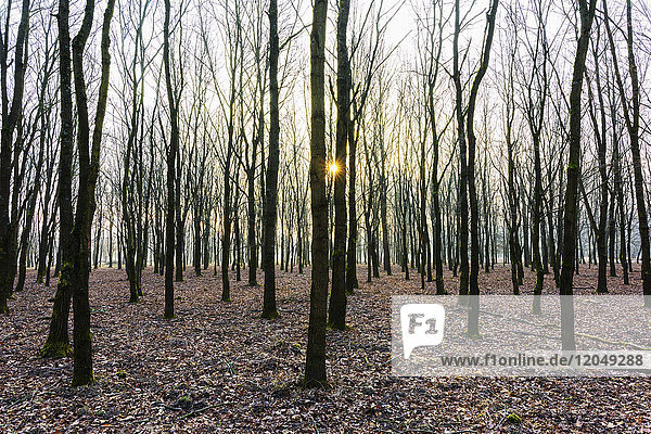 Eichen im Winter bei Sonnenaufgang  Hessen  Deutschland