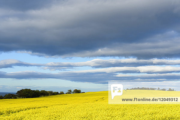Landschaft mit leuchtend gelben Rapsfeldern und dunklen Wolken am Himmel bei St Abbs in Schottland