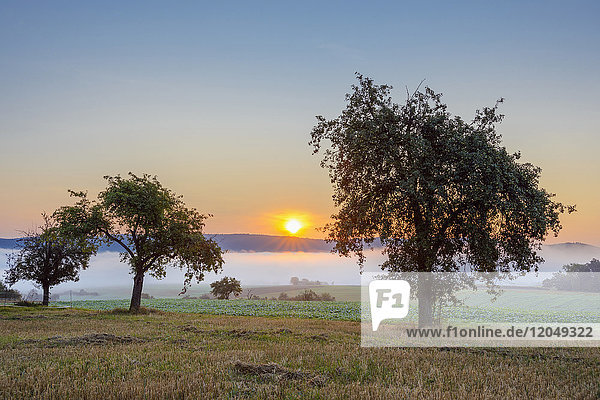Landschaft mit Morgennebel über Feldern mit Apfelbäumen bei Sonnenaufgang in Großheubach in Bayern  Deutschland