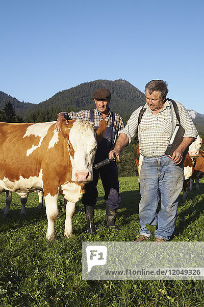 Landwirt und Tierarzt mit Kuh