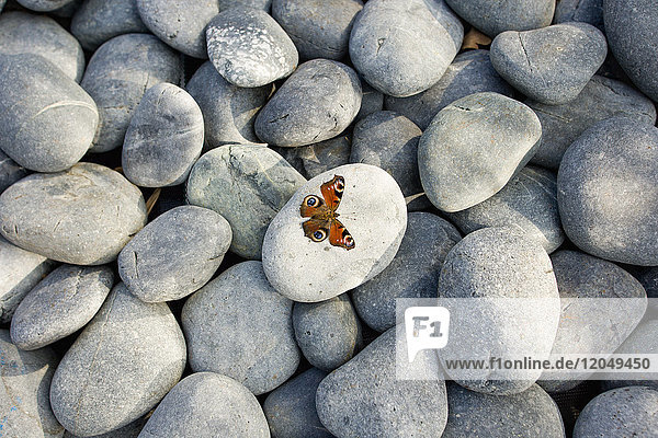 Schmetterling auf Fels