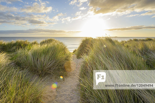 Pfad durch Dünengras am Strand bei Sonnenschein über der Nordsee im Morgengrauen  Bamburgh in Northumberland  England