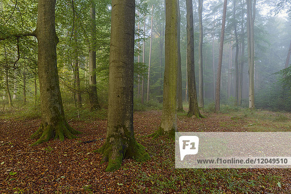 Wald mit Morgennebel im Odenwald in Hessen  Deutschland