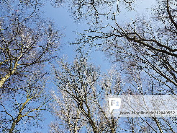 Blick auf kahle Bäume im Frühling  Nordrhein-Westfalen  Deutschland