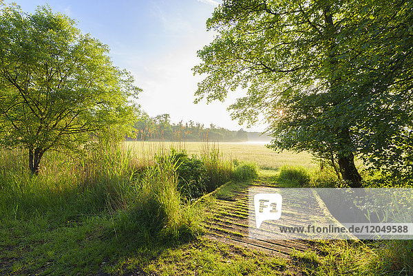 Holzbrücke über einen Bach zu einem grasbewachsenen Feld im Morgenlicht im Sprint in Hessen  Deutschland