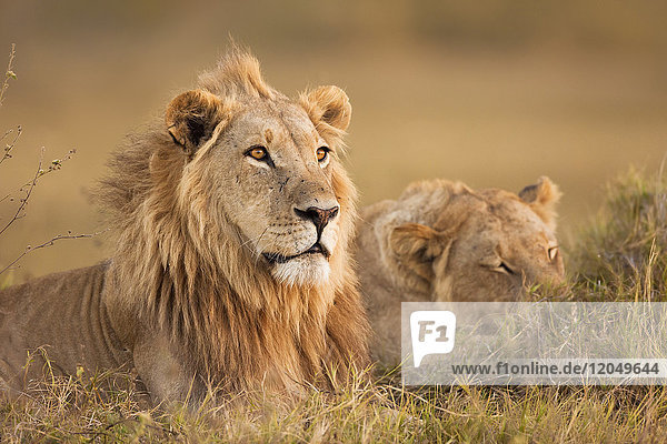 Afrikanischer Löwe und Löwin (Panthera leo) im Gras liegend im Okavango-Delta in Botswana  Afrika