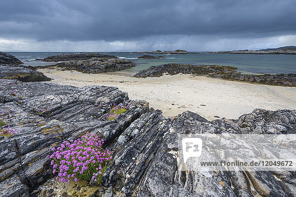 Scottish coast with dark sky and Sea Pink flowers (Armeria maritima) on the rocky shoreline in spring at Mallaig in Scotland