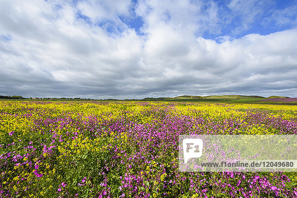 Feld mit blühenden rosa Blumen und Raps mit dramatischen Wolken am Himmel bei Bamburgh in Northumberland  England  Vereinigtes Königreich