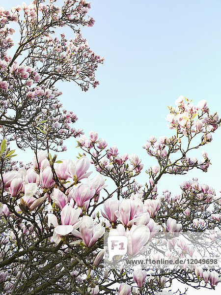 Magnolia Blossoms North Rhine-Westphalia Germany