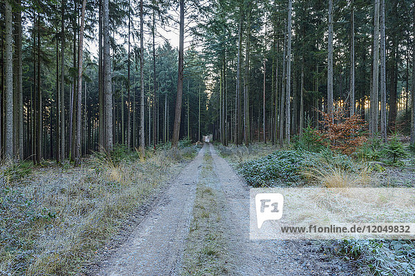 Waldweg mit Reif auf dem Boden im Herbst im Odenwald in Bayern  Deutschland