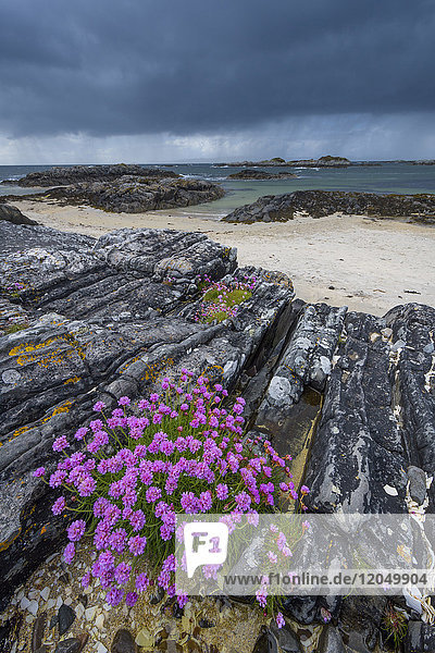 Schottische Küste mit dunklem Himmel und Seerosenblüten (Armeria maritima) an der felsigen Küste im Frühling bei Mallaig in Schottland