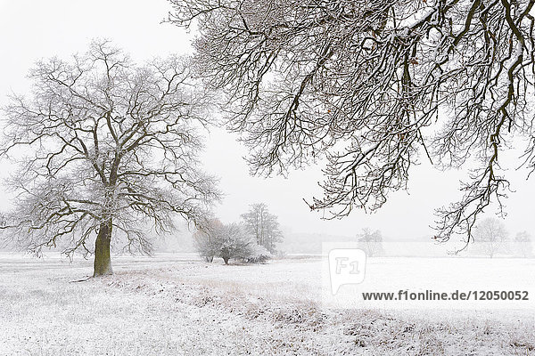 Snow Covered Old Oak Trees Hesse Germany